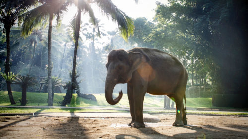 Bali Elephants.jpeg