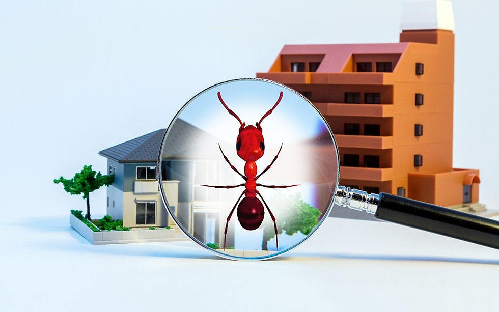 Termite Control