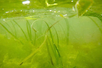 eelgrass_WDNR.jpg