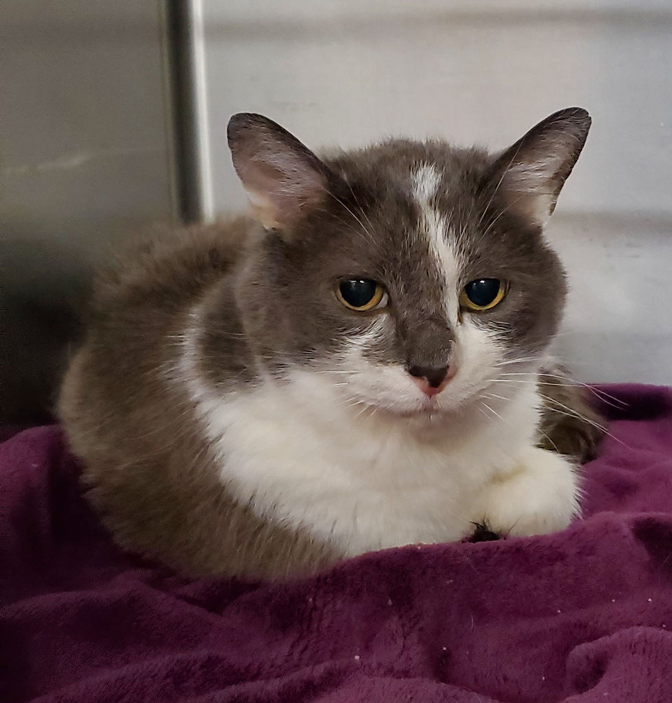 Dex-Bloodwork - Kidney Issues.jpg
