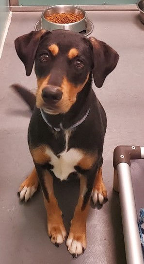 Gerald - Parvo.jpg