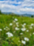ElevateYou Coaching Services Flowers