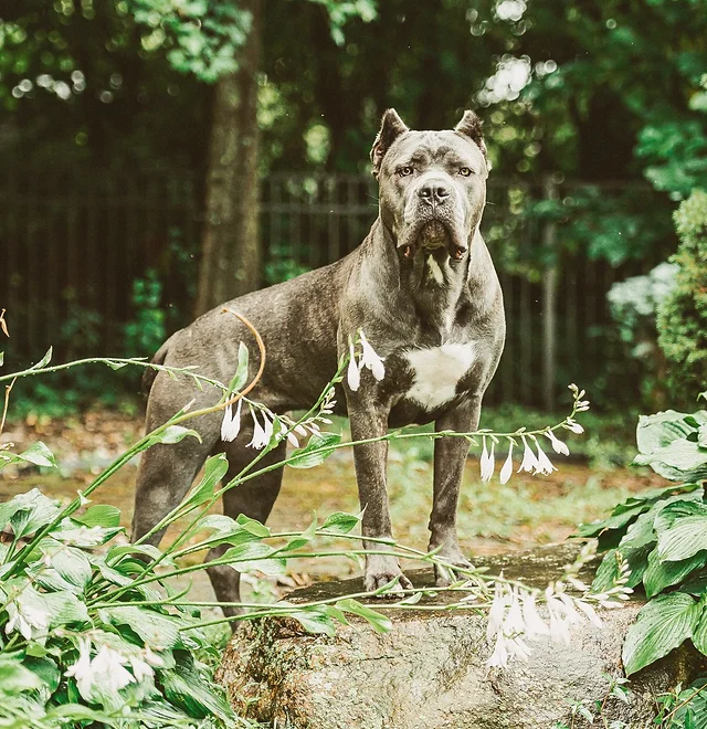 Yatzi Pa Pridenjoyz Cane Corso