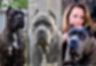 Cane Corso