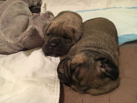 Game Show Litter - Weeks 1 and 2