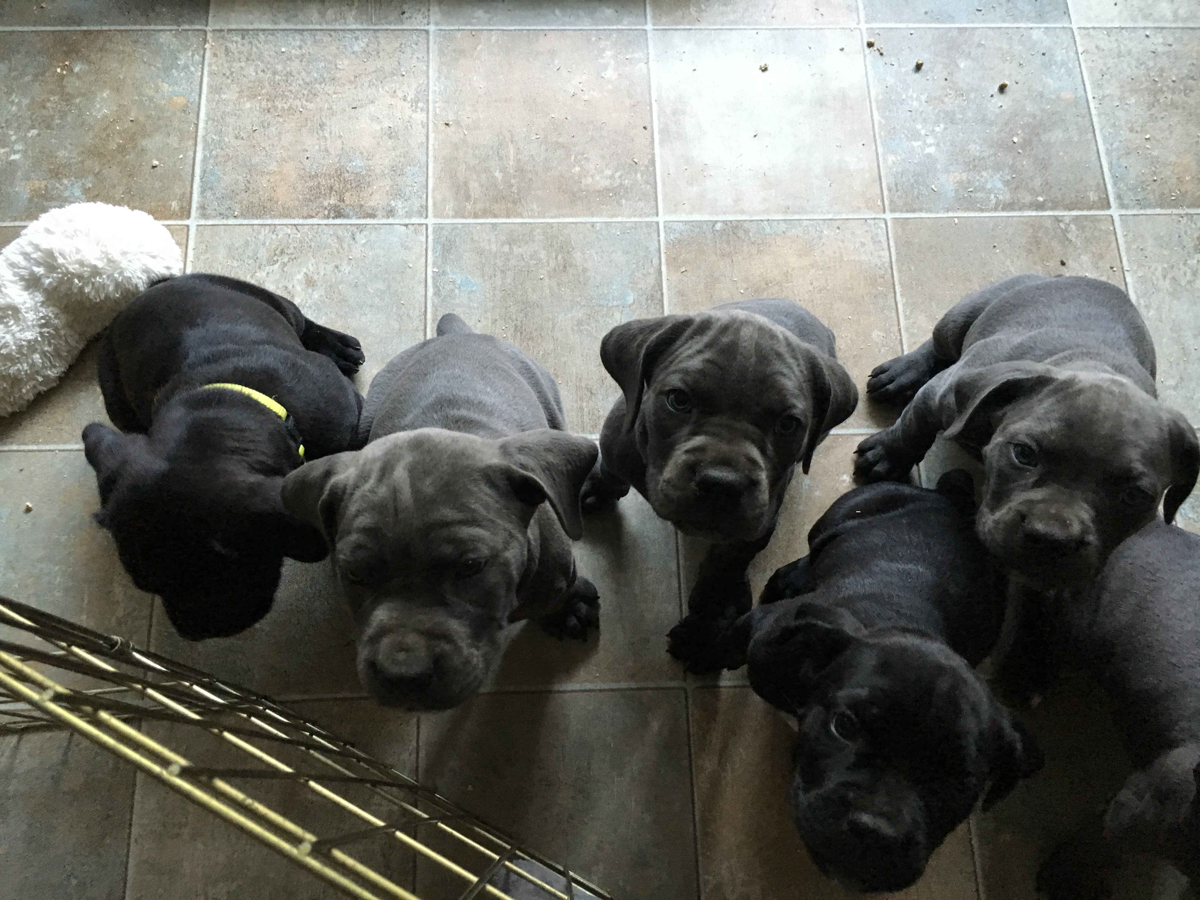 Cane Corso Breeder Pridenjoyz Cane Corso United States