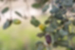 Thumbnail: 100% Eikel-gevoed Iberische varkenslende
