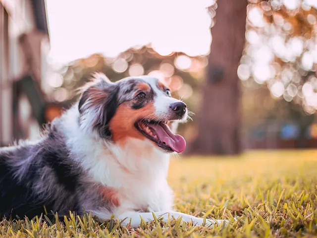 Wellness Pet Food Feeders Supply