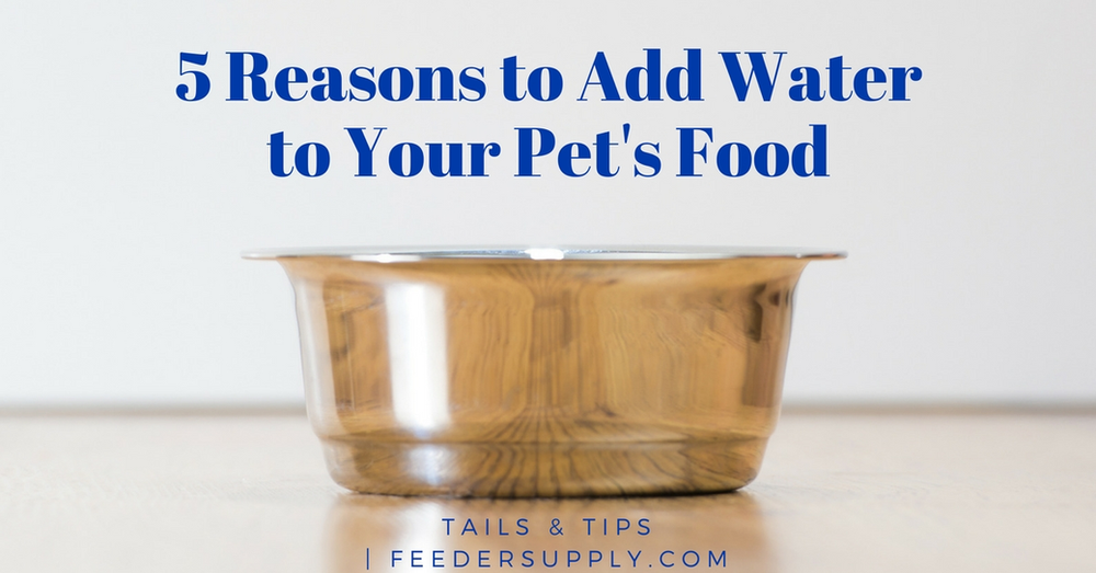 adding water to puppy food