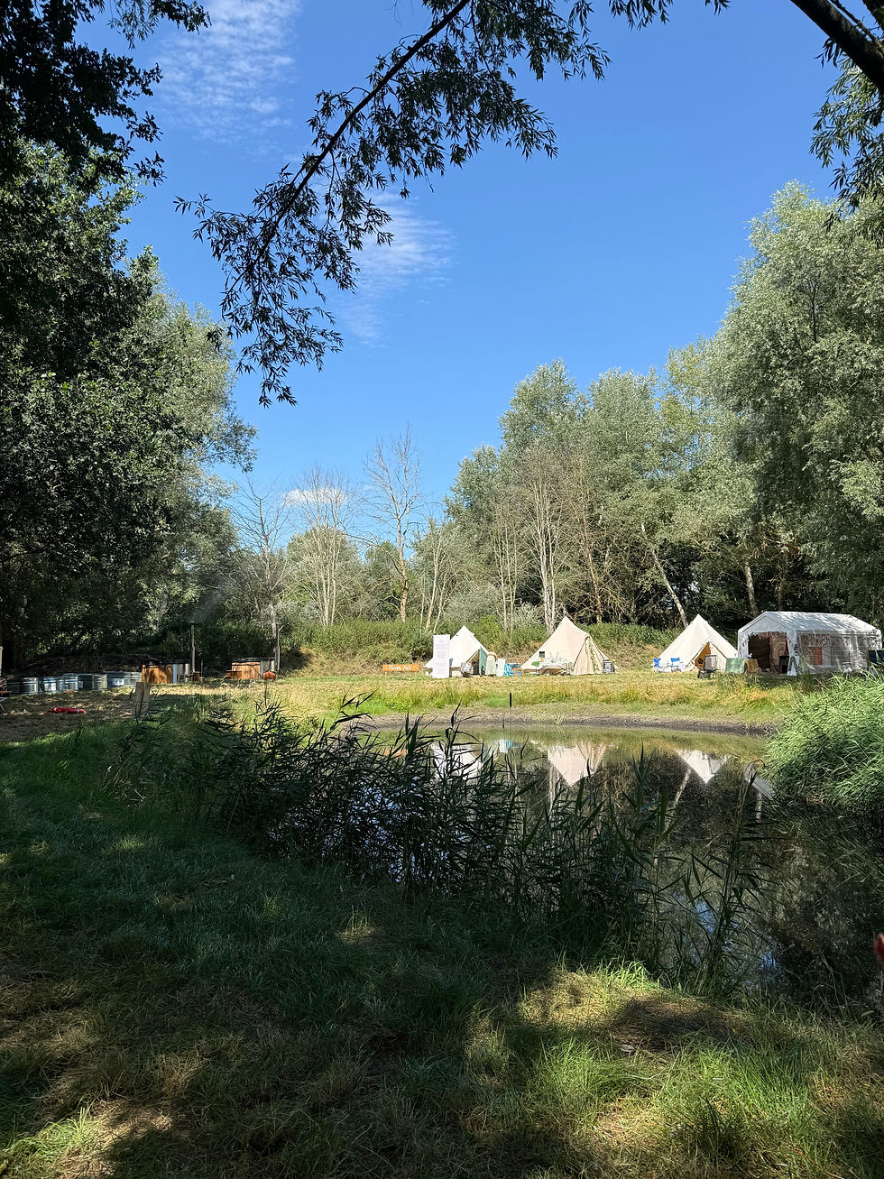 Tents by a pond in a grassy field surrounded by trees under a clear blue sky. Peaceful and serene outdoor setting.