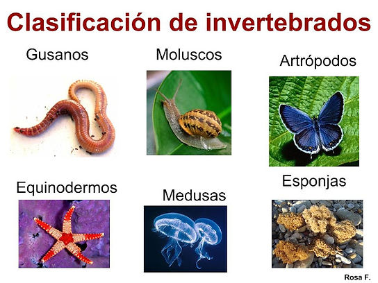 INVERTEBRADOS.jpg
