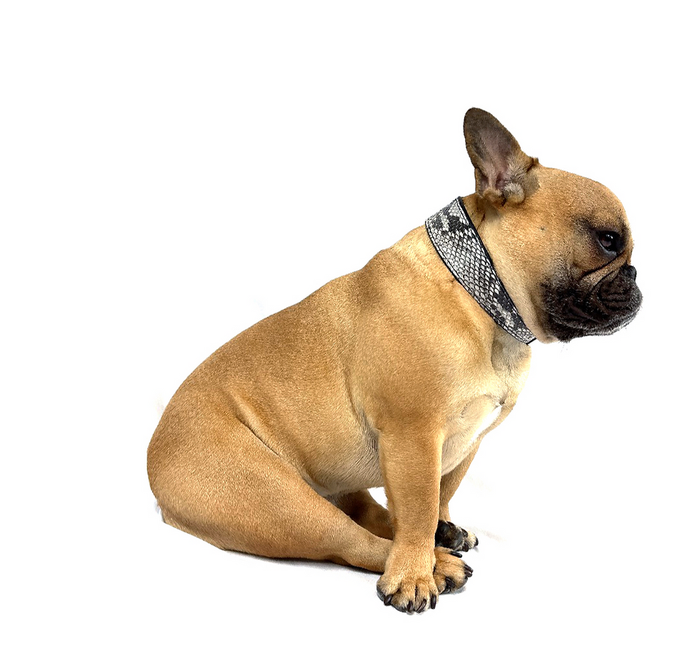 Thumbnail: Natural Python Collar