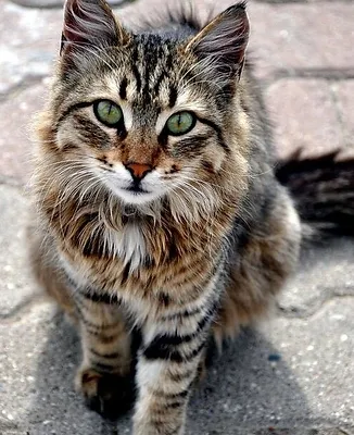 Warrior Cats Roleplay The Great Warriors Roleplaying Site