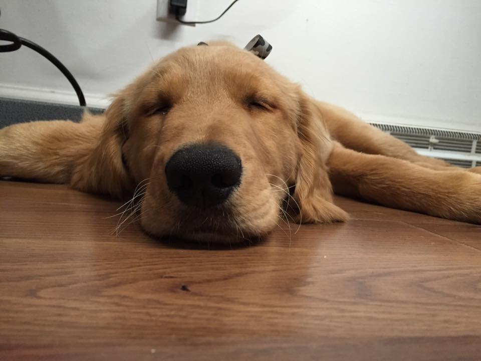 Steph's Bubbles and Bows, Dog Grooming Lynchburg Virginia