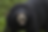 Asiatic Black Bear