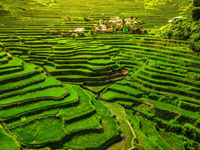 Rice Terraces Vietnam: Where to Find the Most Beautiful Landscapes