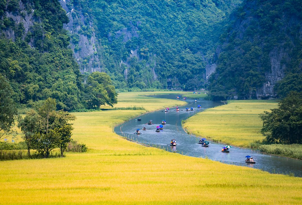 rice season