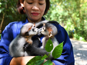 The Rare Animals of Cuc Phuong National Park: Discover into the Wild