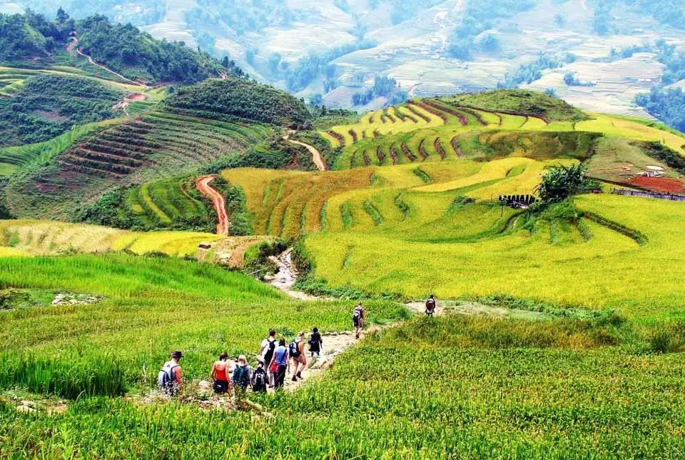Trekking through vibrant rice terrace landscapes