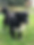 sahiplendirme için kedi ilanlari gösteren ikinci küçük fotoğraf
