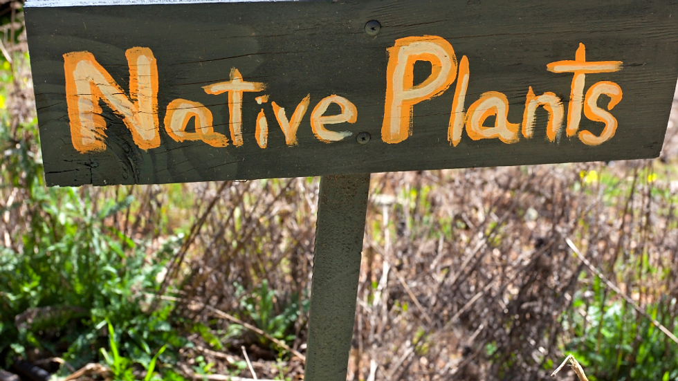 A sign that states native plants with native plants in the background