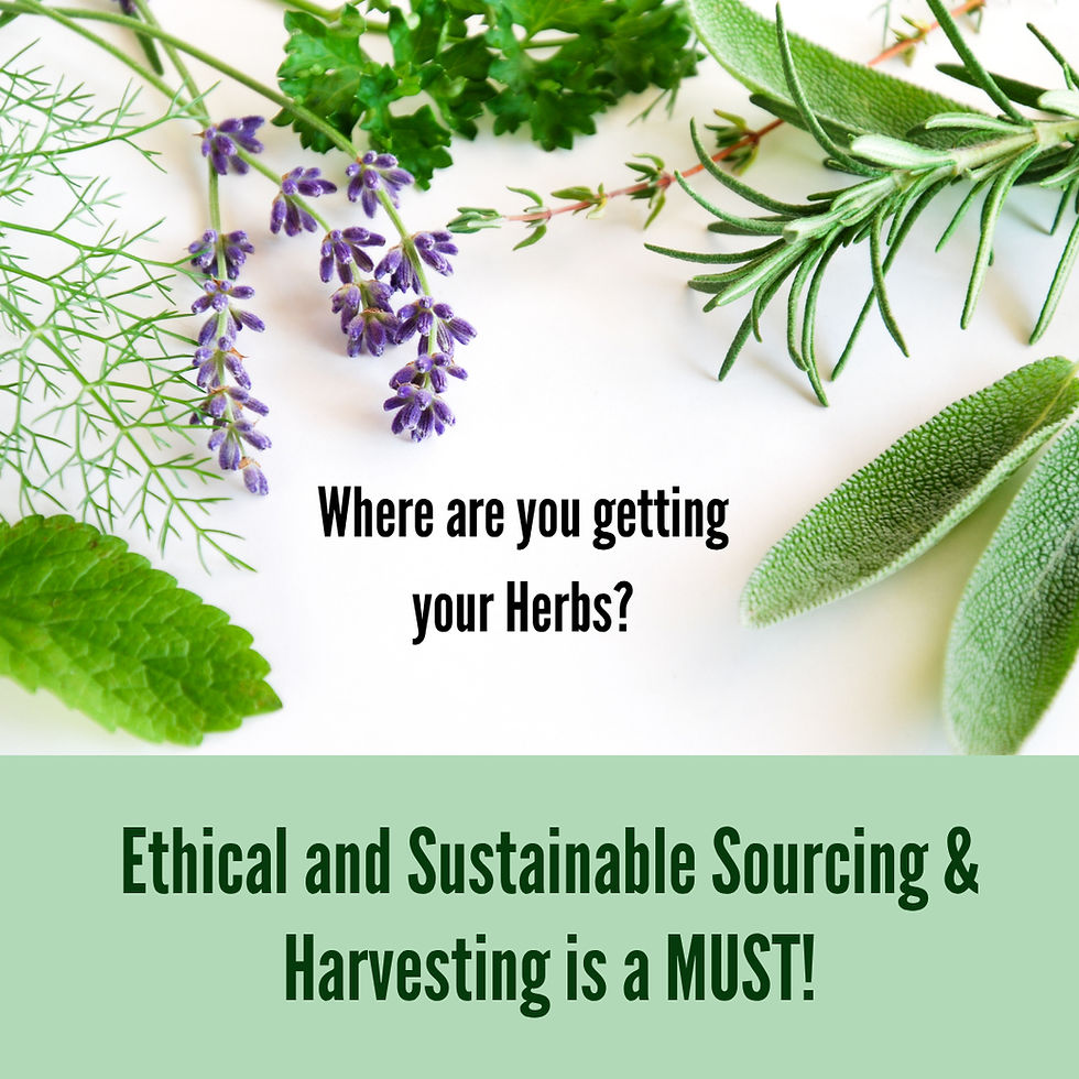 various herbs with the question Where are you getting your herbs? Ethical and Sustainable sourcing & harvesting is a MUST!