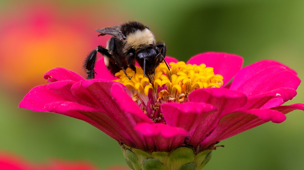 A bee pollinating a zinnia flower