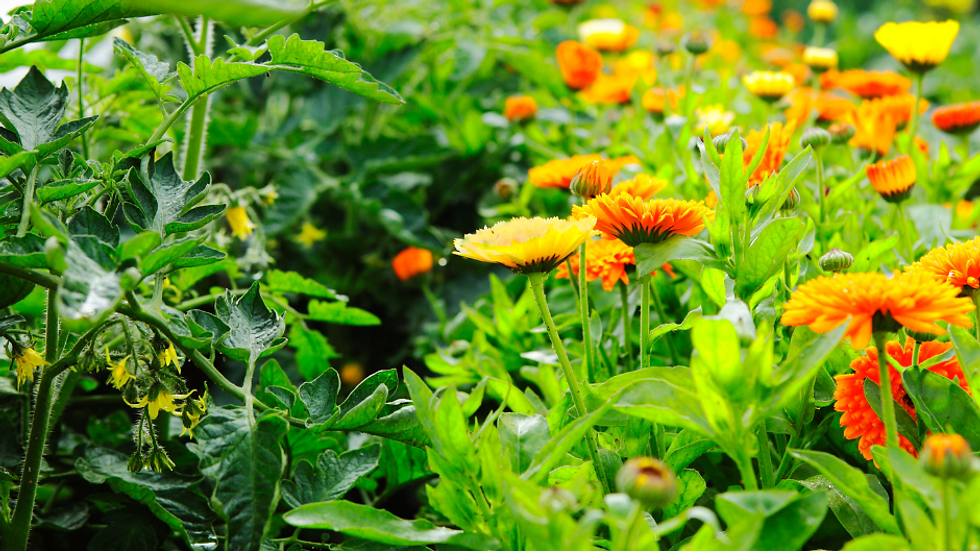 companion plants in a garden: marigolds and tomatoes