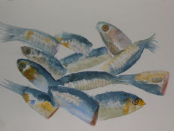Fish Series 3