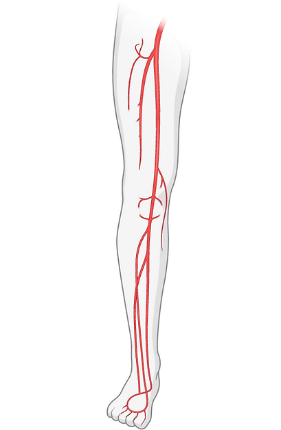 Leg Arteries