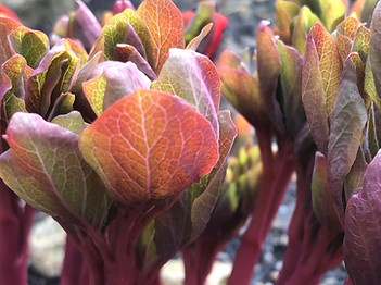 Bringing Embodiement Online.jpg