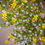 Thumbnail: Chaparral Tincture
