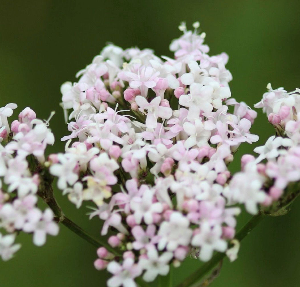 Valerian Root Tincture