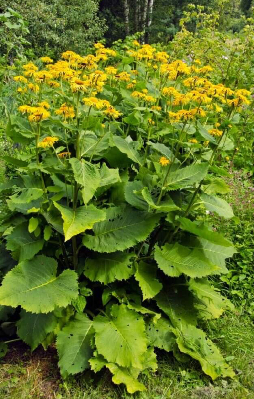 Elecampane and Licorice Root Tincture