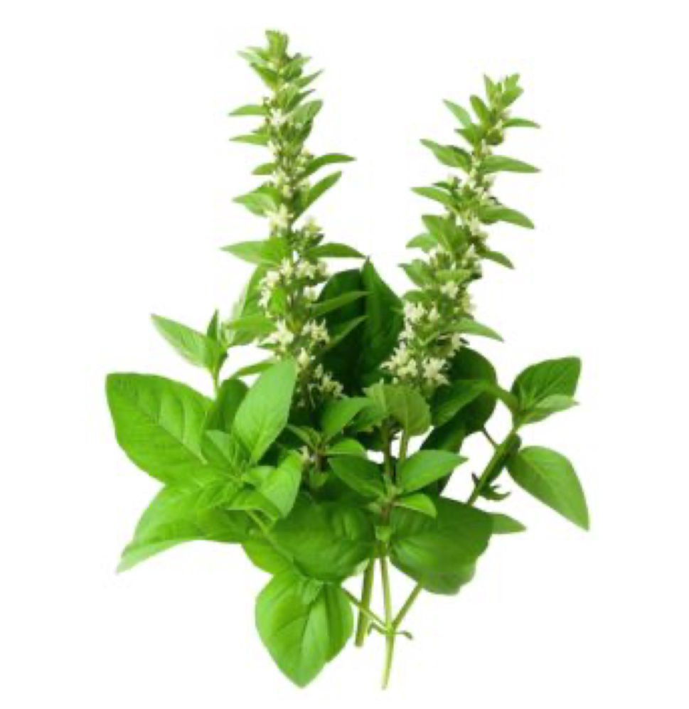 Thumbnail: Holy Basil Tincture