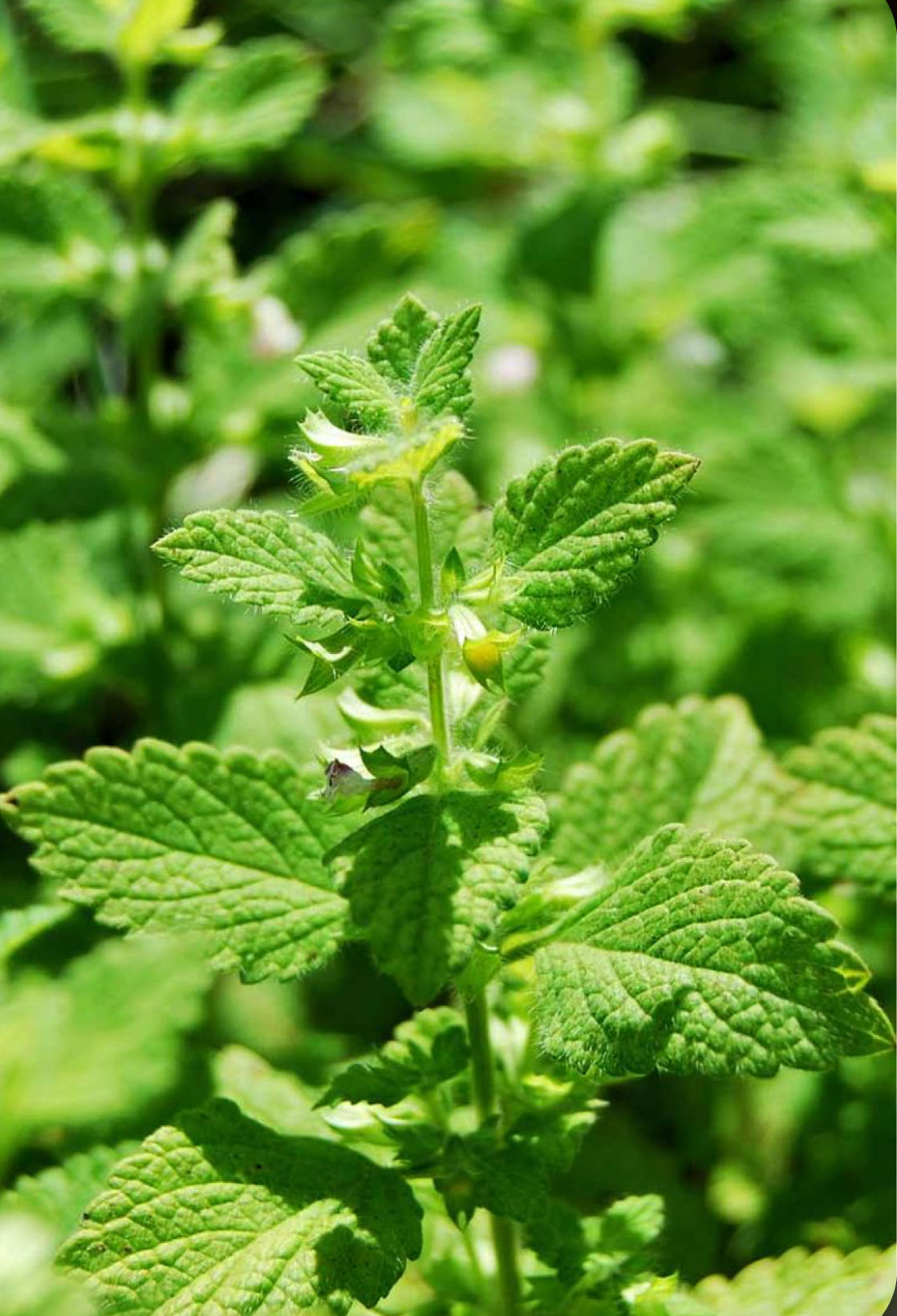 Lemon Balm Tincture