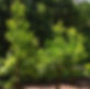 Thumbnail: Yerba mate Tea