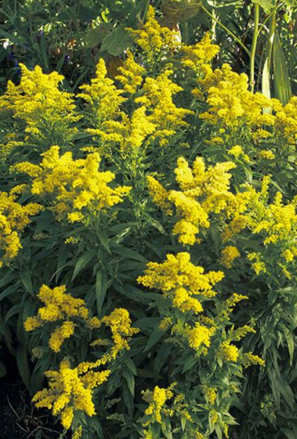Goldenrod Tincture