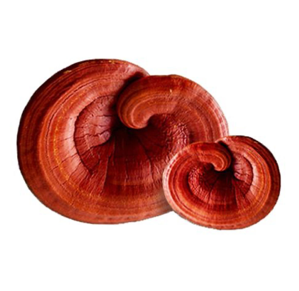 Thumbnail: Reishi Mushroom Tincture