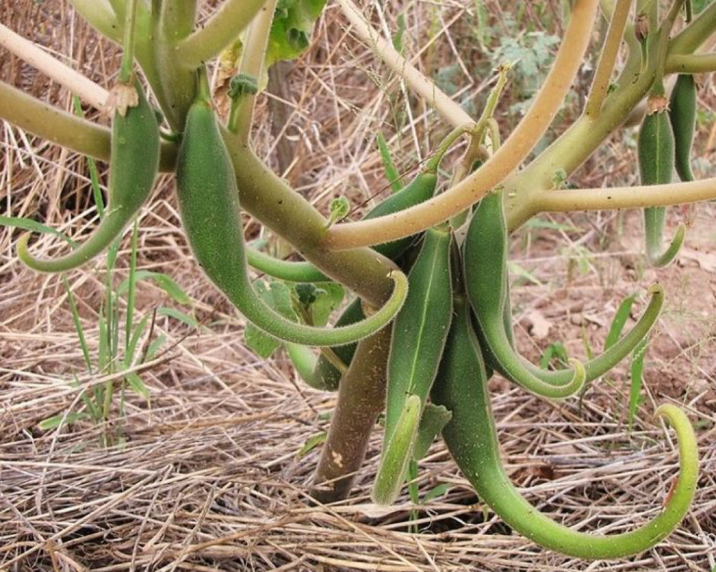 Devil's Claw Root Tincture