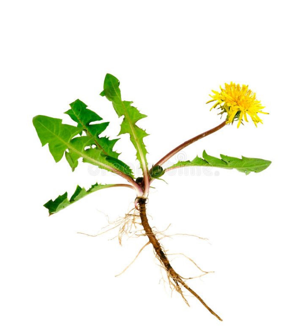 Thumbnail: Dandelion Tincture