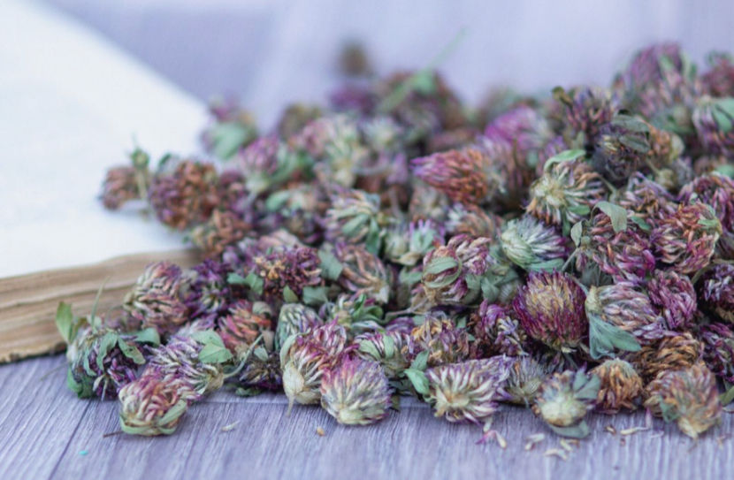 Thumbnail: Red Clover Tops Tincture