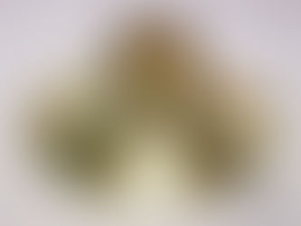 中古Paxmanベルフレア入荷のお知らせ