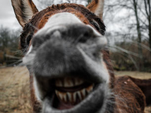 Day 20 - The Stubborn Self-Will