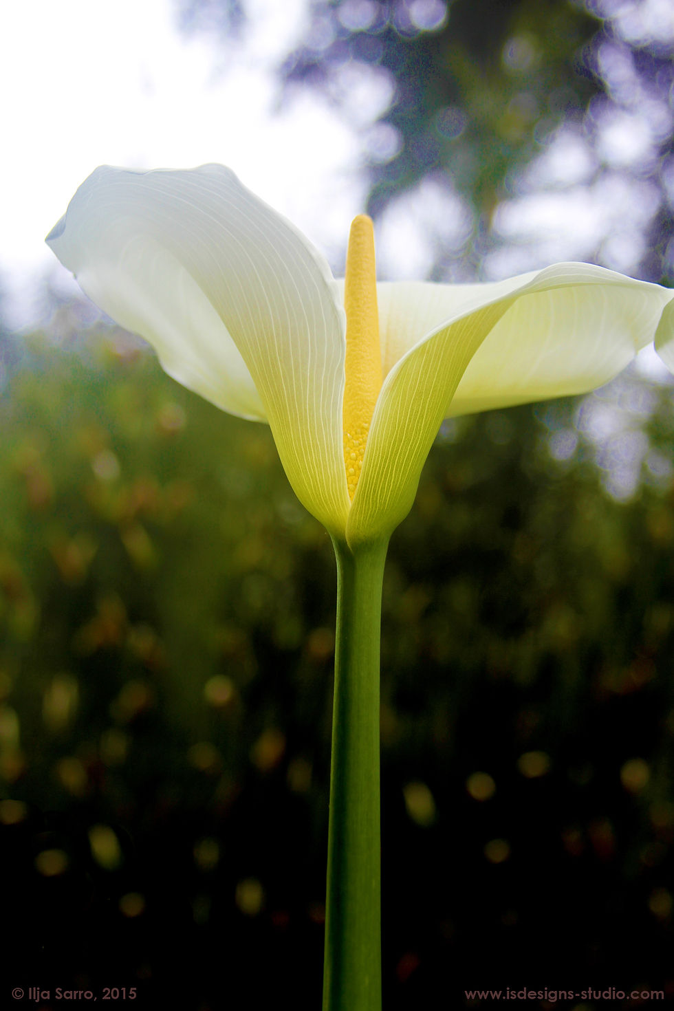 Calla Lily