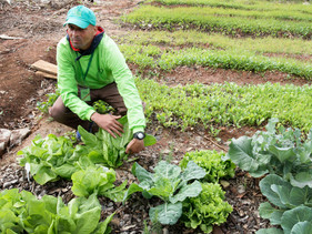 São Paulo ganha escola de horticultura para moradores de rua