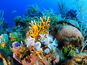 Cuba aprova reforma drástica nas leis de pesca para proteger os recifes de corais e sua fauna marinh