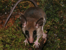 Espécie de marsupial é descoberta na Bacia do Tapajós, na Amazônia