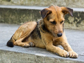 Prefeito de Seul planeja fechar os matadouros de cães remanescentes da cidade