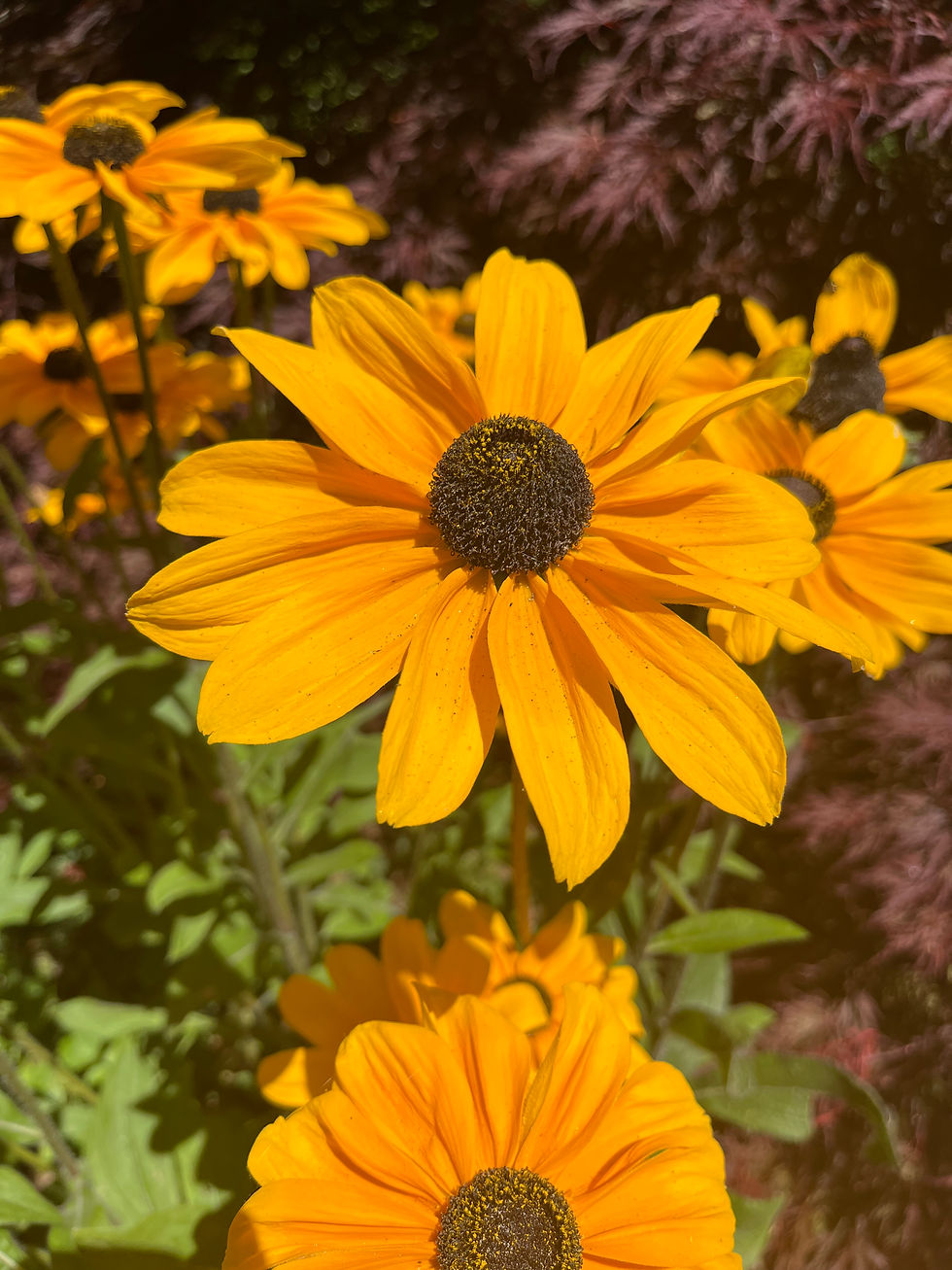 Close-up of vibrant orange flowers with dark centers in a garden. Green leaves and blurred purple foliage in the background under sunlight.
